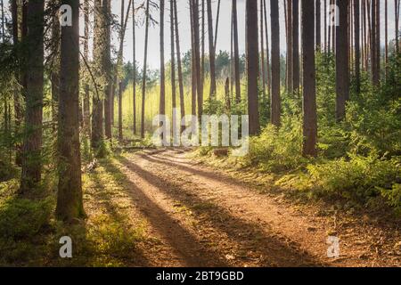 Sentiero forestale in foresta di conifere con luce solare in una serata estiva Foto Stock