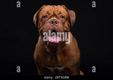 Francese Mastiff anche conosciuto come Bordeauxdog Foto Stock