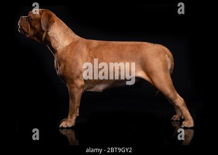 Francese Mastiff anche conosciuto come Bordeauxdog Foto Stock