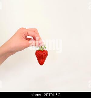 Fragola matura succosa in mano di una donna. Una goccia d'acqua o di succo gocciola dalle fragole. Sfondo bianco. Vendita. Cucina. Spazio di copia Foto Stock