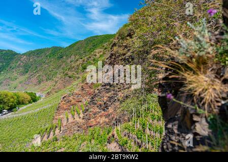 Piante su rocce di ardesia, che crescono in vigneti nella Germania occidentale in primavera. Foto Stock