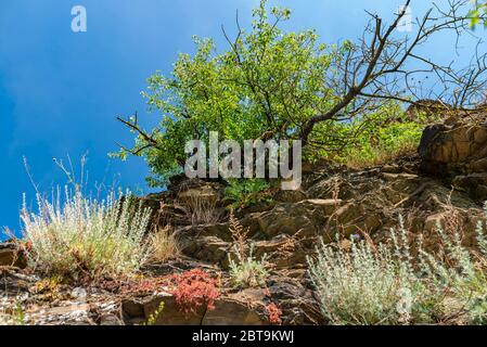 Piante su rocce di ardesia, che crescono in vigneti nella Germania occidentale in primavera. Foto Stock