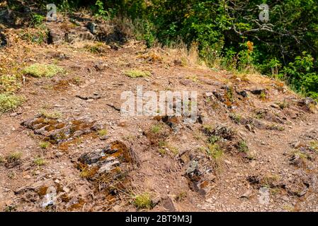 Piante su rocce di ardesia, che crescono in vigneti nella Germania occidentale in primavera. Foto Stock