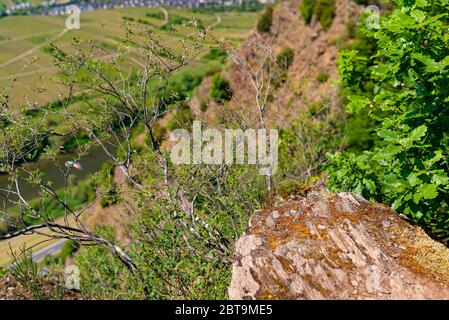 Piante su rocce di ardesia, che crescono in vigneti nella Germania occidentale in primavera. Foto Stock