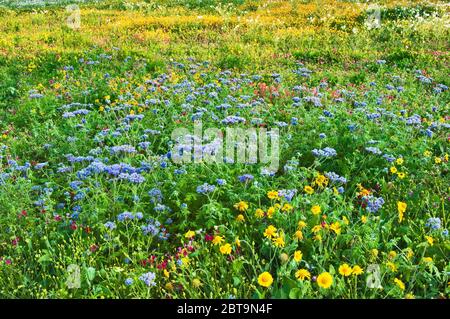 Fiori blu (conoclinium coelestinum), dassie di Huisache (Amblyolepis setigera) e altri fiori selvatici, primavera, Goliad state Park, Texas, Stati Uniti Foto Stock