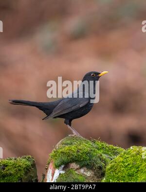 Maschio comune Blackbird, o Eurasian Blackbird, Turdus merula, Dumfries & Gallway, Scozia Foto Stock
