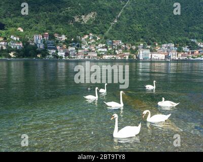 Paesaggio con piscina in famiglia cigno sul Lago di Como Foto Stock