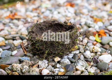 Un nido d'uccello che è caduto fuori dall'albero e ha un buco fatto di materiali naturali si trova su piccole pietre in un giardino Foto Stock