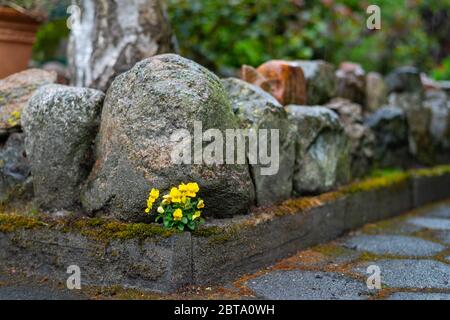 Una viola dorata della California (pedunculata di Viola) cresce tra le pietre e si stacca fuori in una doccia di pioggia Foto Stock