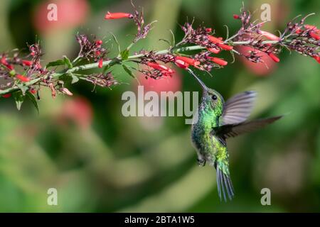 Una femmina di zaffiro con zaffiro con zaffiro che si nutre su una pianta di Antigua Heath. Foto Stock