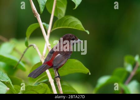 Una femmina Tanager con becco d'argento che perching in un albero nella foresta pluviale. Foto Stock