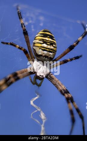 Giallo Wasp Spider Argiope bruennichi su cobweb su uno sfondo blu cielo Foto Stock