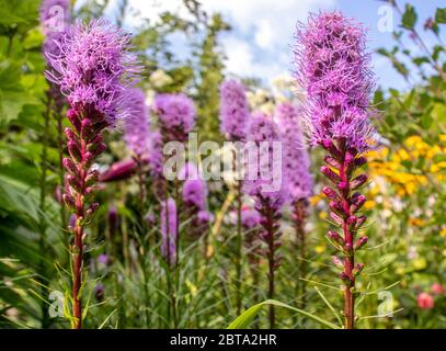 Fiori rosa Albamar Liatra kłosowa 'Kobold' Liatris spicata| Albamar Foto Stock