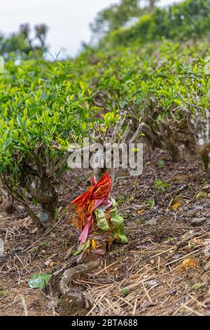 Giardini del tè nelle alture dello Sri Lanka. Foto Stock