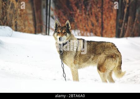 Cane solitario in un collare su una catena nel gelo invernale. Animali in cattività Foto Stock