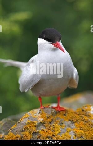 ARTICO TERN (Sterna paradisaea) appollaiato su un muro, Regno Unito. Foto Stock