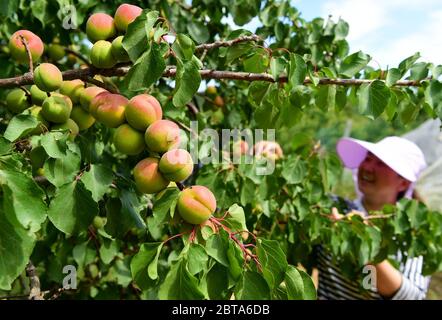 Shijiazhuang, provincia cinese di Hebei. 24 maggio 2020. Un agricoltore raccoglie albicocche nel villaggio di Shanzhai nel distretto di Luquan, nella città di Shijiangzhuang, nella provincia di Hebei, nella Cina del nord, il 24 maggio 2020. Credit: Xiaofeng/Xinhua/Alamy Live News Foto Stock