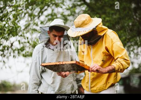 Apicoltori che ispezionano la cornice dell'alveare Foto Stock