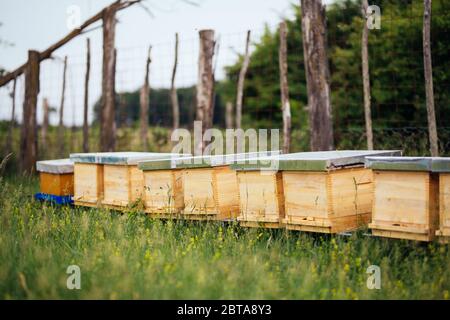 Alveari non verniciati in legno Foto Stock