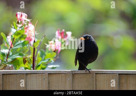 Blackbird (Turdus merula) maschio, seduto su una recinzione da giardino Foto Stock