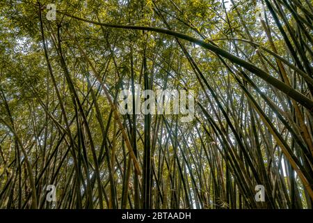 Raggi di luce solare che getta ombre in folto fogliame di alti alberi di bambù. Foto di riserva senza royalty. Foto Stock