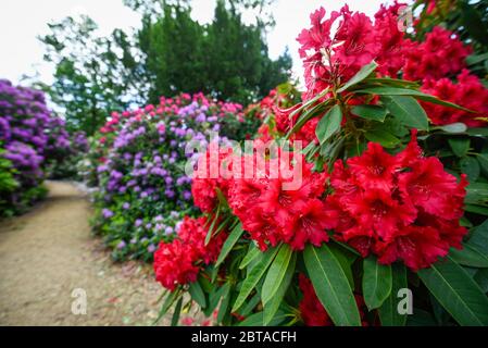 Iver, Regno Unito. 24 maggio 2020. Regno Unito Meteo: Rododendri fiorire durante il tempo caldo nei Temple Gardens di Langley Park, ora aperto al pubblico di nuovo come il governo britannico ha leggermente rilassato le restrizioni pandemiche di coronavirus blocco. Un ex campo di caccia reale, Langley Park ha collegamenti con Re Enrico VIII, Regina Elisabetta i e Regina Vittoria. Ogni anno, le masse di fiori fioriscono da marzo a giugno. Credit: Stephen Chung / Alamy Live News Foto Stock