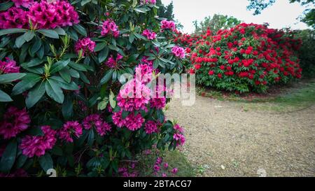 Iver, Regno Unito. 24 maggio 2020. Regno Unito Meteo: Rododendri fiorire durante il tempo caldo nei Temple Gardens di Langley Park, ora aperto al pubblico di nuovo come il governo britannico ha leggermente rilassato le restrizioni pandemiche di coronavirus blocco. Un ex campo di caccia reale, Langley Park ha collegamenti con Re Enrico VIII, Regina Elisabetta i e Regina Vittoria. Ogni anno, le masse di fiori fioriscono da marzo a giugno. Credit: Stephen Chung / Alamy Live News Foto Stock