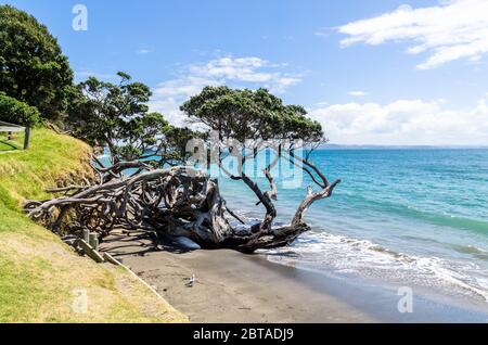 Esercito Bay Whangaparaoa Peninsula a Auckland, Nuova Zelanda Foto Stock