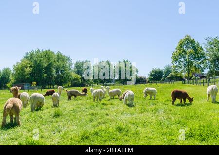 Alpaca in una fattoria della Nuova Zelanda. Foto Stock