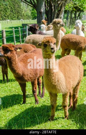 Alpaca in una fattoria della Nuova Zelanda. Foto Stock