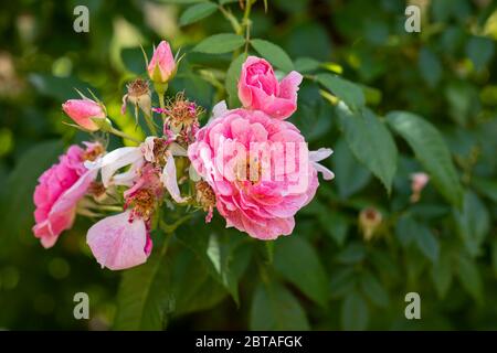 pnk rosa venata bianca fiorisce e gemme su sfondo verde naturale offuscato con texture dettagliate in una giornata estiva soleggiata Foto Stock
