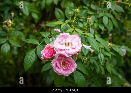 pnk rosa venata bianca fiorisce e gemme su sfondo verde naturale offuscato con texture dettagliate in una giornata estiva soleggiata Foto Stock