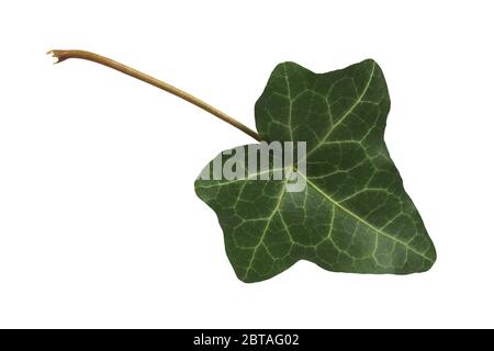Verde foglia di edera isolati su sfondo bianco Foto Stock
