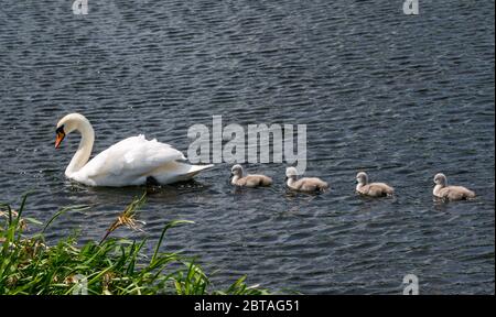 East Lothian, Scozia, Regno Unito, 24 maggio 2020. Regno Unito Meteo: Quattro cygnets di una settimana con genitore di cigno muto in un serbatoio sotto il sole Foto Stock