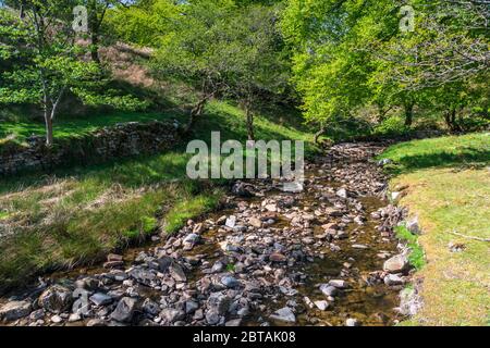 Una foto in HDR di tre immagini estive di Back Gill a Kingsdale vicino a Ingleton, Yorkshire Dales National Park, Inghilterra. 21 maggio 2020 Foto Stock