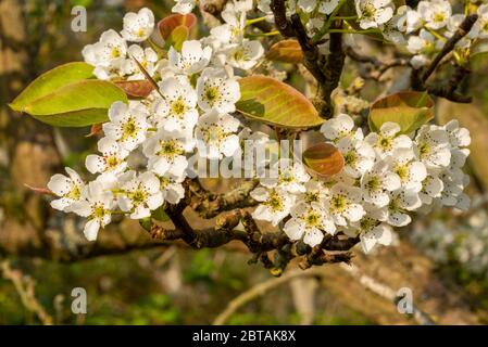 Primo piano su Nashi Pear, Pyrus pirifolia. Fioritura bianca in primavera con nuove foglie su sfondo sfocato. Foto Stock