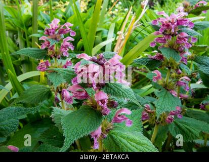 Primo piano di ortica rosa, Lamium orvala, fioritura in confine erbaceo. Foto Stock