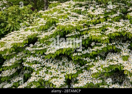 Palla di neve giapponese, Viburnum plicatum F. tomentosum 'Mariesii' coperto di mantello bianco in primavera. Foto Stock