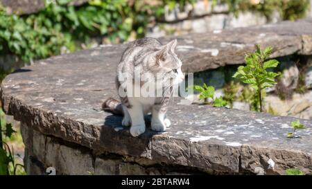 Gatto giovane guardando al lato Foto Stock