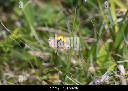 Skipper dingy (Erynnis tages) presso la riserva naturale di Noar Hill, Selborne, Hampshire, Regno Unito Foto Stock