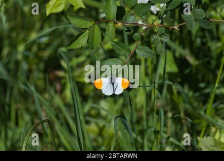 Maschio punta arancione farfalla (Anthocharis cardamines) Foto Stock