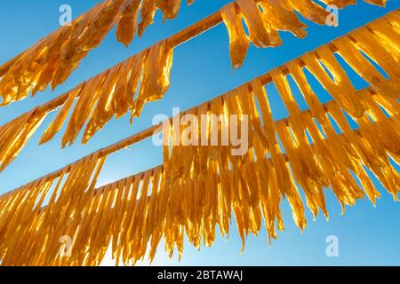 Bastone di fagiolo-cagliato di essiccazione su palo di bambù sotto la luce solare Foto Stock