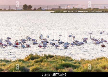 Fenicotteri nel Parco Naturale del Delta dell'Ebro, Tarragona, Catalunya, Spagna. Spazio di copia per il testo Foto Stock