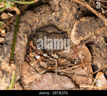 European Robin, Erithacus rubbecula, due fledglings in nido buco in tree stump, Queen's Park, Londra, Regno Unito Foto Stock