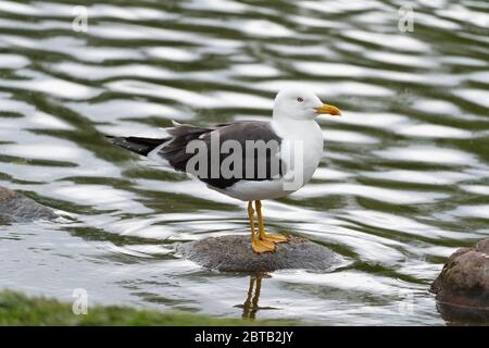 Minore gabbiano nero-backed su una roccia Foto Stock