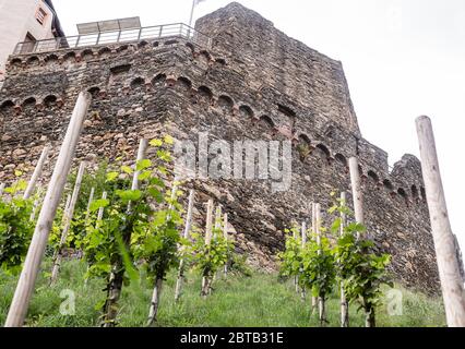 Un piccolo vigneto sulla collina sotto il castello. Cespugli d'uva giovani. Produzione di vino. Germania del Sud. Germogli e foglie giovani. Foto Stock