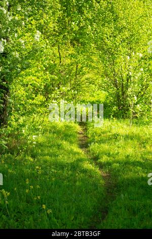 Estate soleggiata foresta verde. Sentiero in una soleggiata foresta estiva. Ecologia e bellezza del concetto di natura e piante. Foto Stock