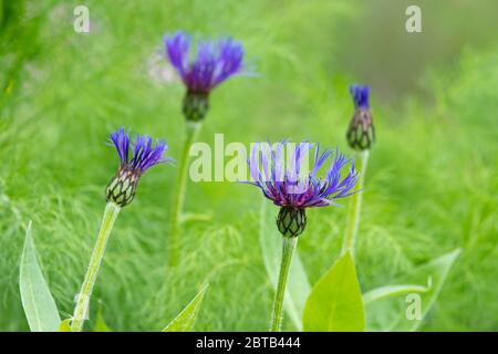 centaurea montana o alghe che crescono in tarda primavera all'inizio dell'estate contro finocchio   UK Foto Stock