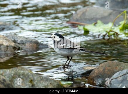 Pied Waggail (Motacilla Alba) sul fiume Almond, West Lothian, Scozia . Foto Stock