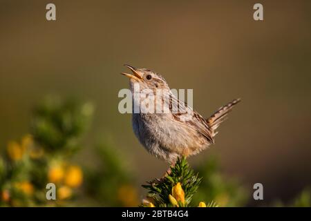 Grass Wren; Cistothorus platensis; canto; Isole Falkland; Foto Stock